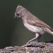 Oak Titmouse